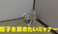 帽子を脱ぎたいミャアー